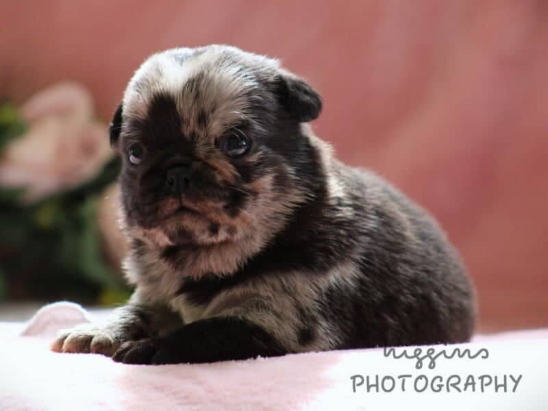 Kira, a Pug puppy at Rocky Top Puppies in Kentucky.