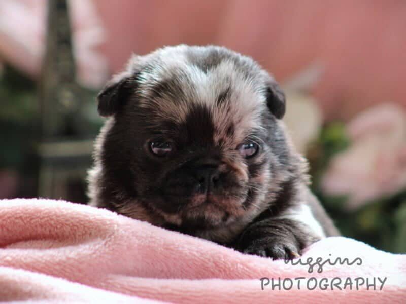 Kira, a Pug puppy at Rocky Top Puppies in Kentucky.