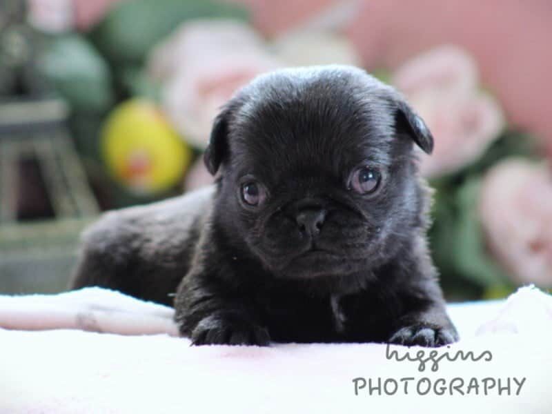 Kylie, a Pug puppy at Rocky Top Puppies in Kentucky.