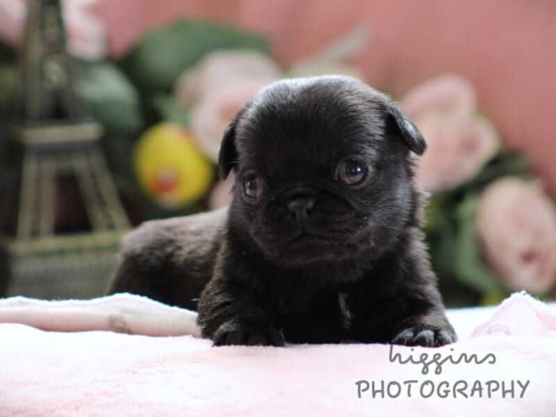 Kylie, a Pug puppy at Rocky Top Puppies in Kentucky.