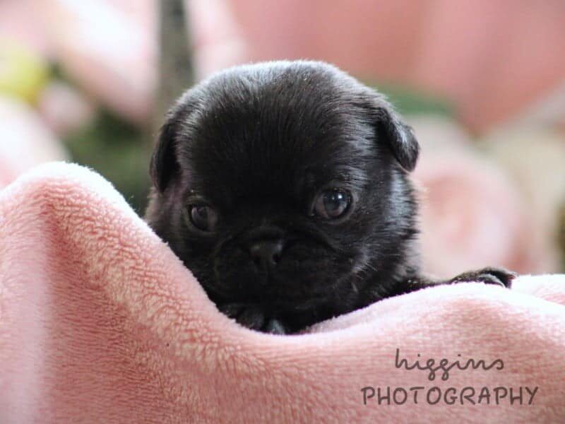Kylie, a Pug puppy at Rocky Top Puppies in Kentucky.