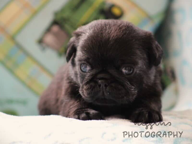 Kylo, a Pug puppy in Kentucky.