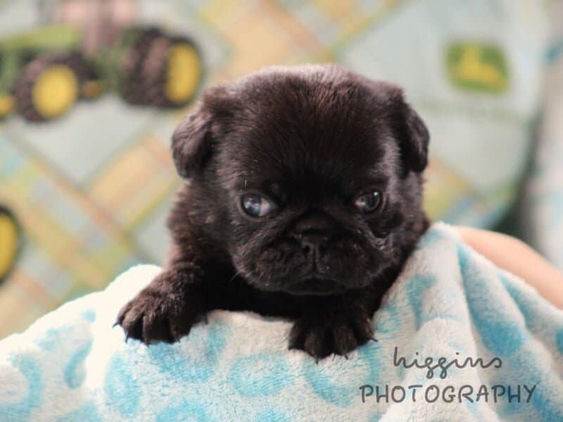 Kylo, a Pug puppy in Kentucky.