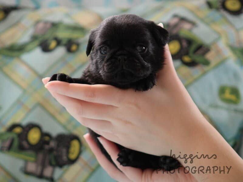 Kylo, a Pug puppy in Kentucky.