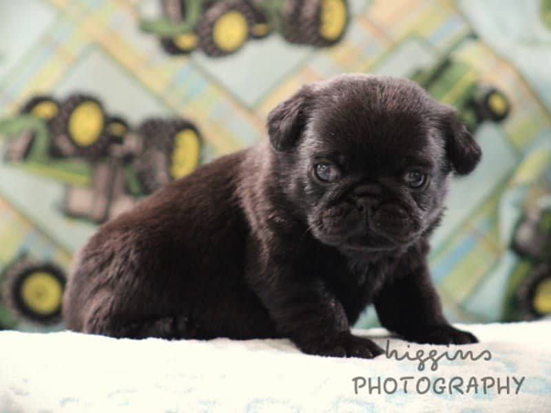 Kylo, a Pug puppy in Kentucky.