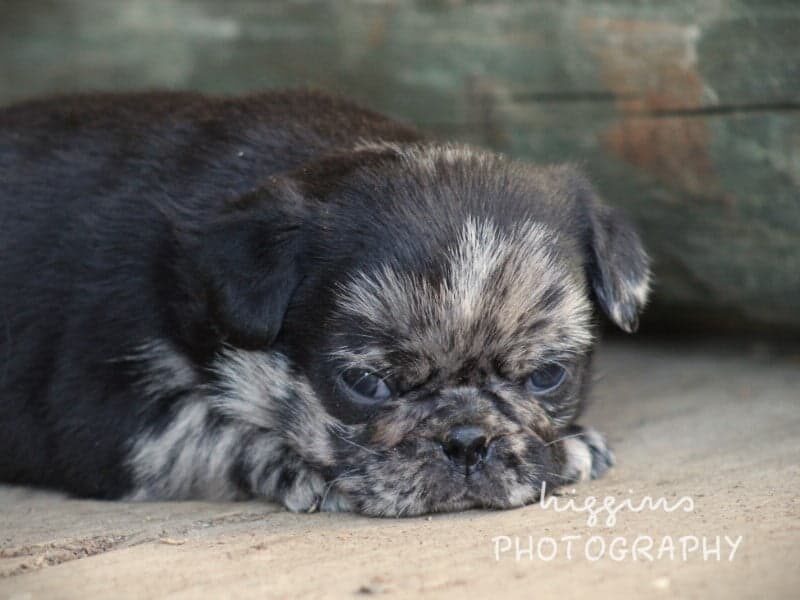 Kendall, a Pug puppy in Kentucky.
