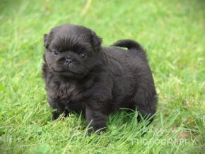 Liam at Rocky Top Puppies