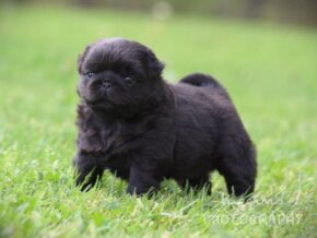 Liam at Rocky Top Puppies
