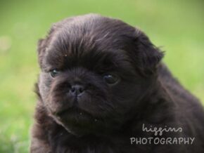 Liam at Rocky Top Puppies