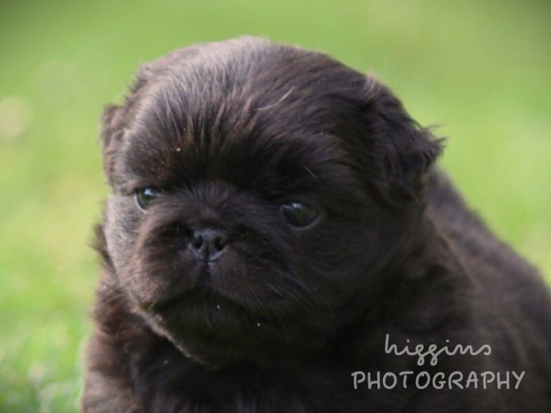 Liam, a Pug puppy at Rocky Top Puppies in Kentucky.