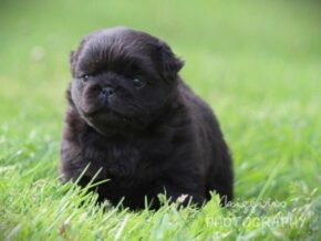 Liam at Rocky Top Puppies
