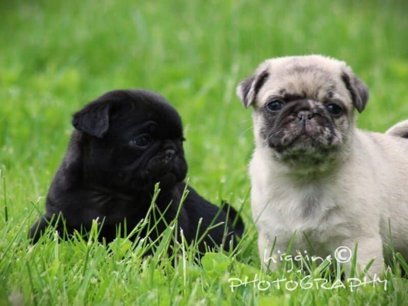 Lincoln, a Pug puppy at Rocky Top Puppies in Kentucky.