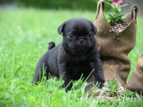Lincoln at Rocky Top Puppies