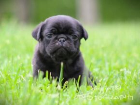 Lincoln at Rocky Top Puppies