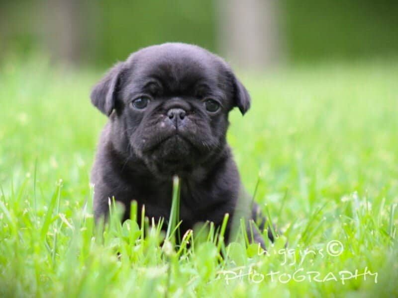 Lincoln, a Pug puppy at Rocky Top Puppies in Kentucky.