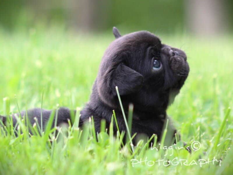Lincoln, a Pug puppy at Rocky Top Puppies in Kentucky.