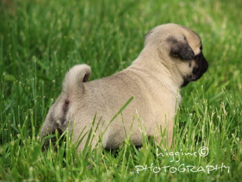 Lyle, a Pug puppy at Rocky Top Puppies in Kentucky.