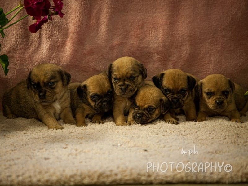 0722-Smoky-Gypsy Puggle image