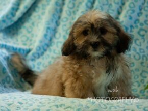 Photo of Deacon