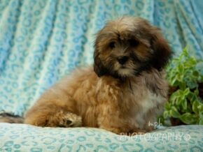Photo of Deacon