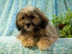 Photo of Deacon