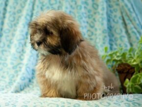 Photo of Deacon
