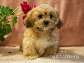 Photo of Delilah