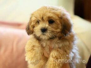 Photo of Delilah