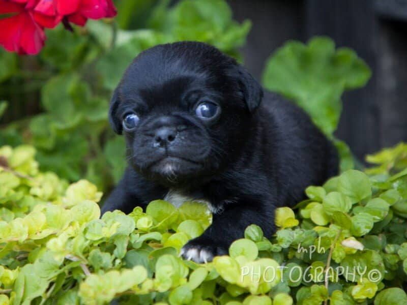 Butch-Misty Pug image