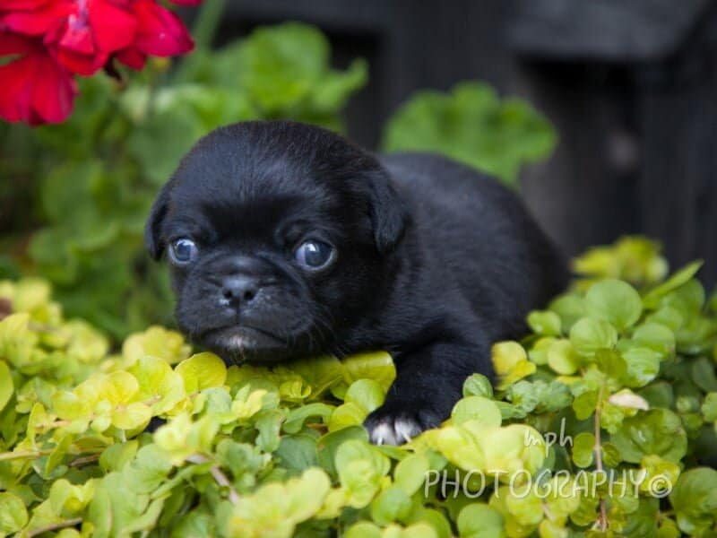 Butch-Misty Pug image