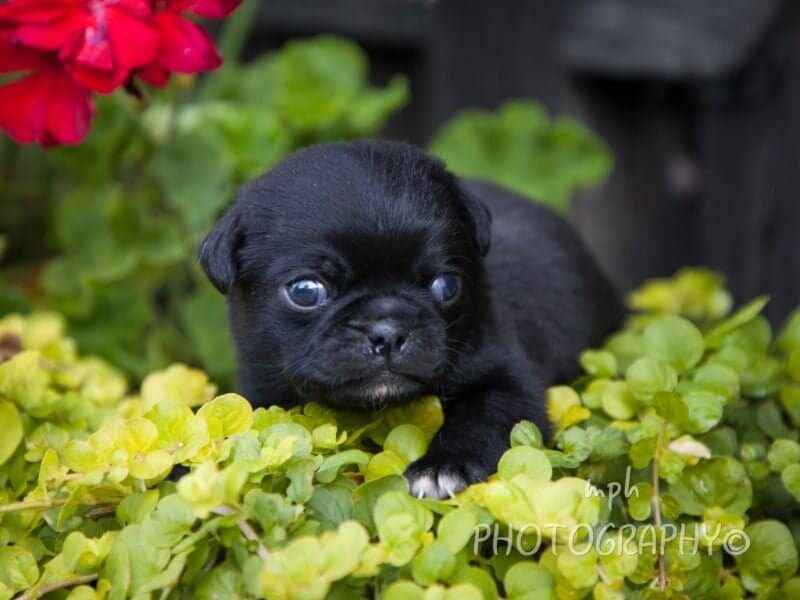 Butch-Misty Pug image