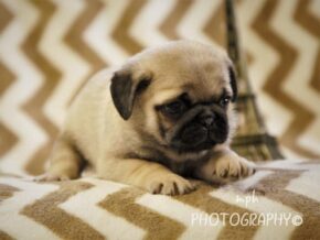 Photo of Asher