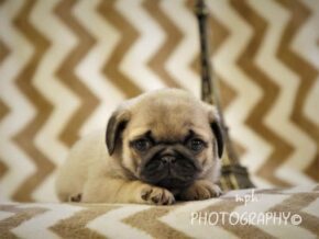 Photo of Asher