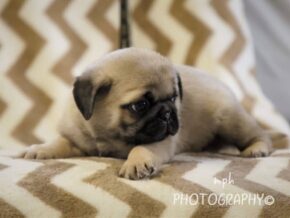 Photo of Asher