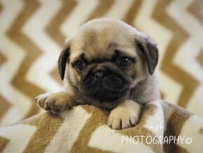 Photo of Asher