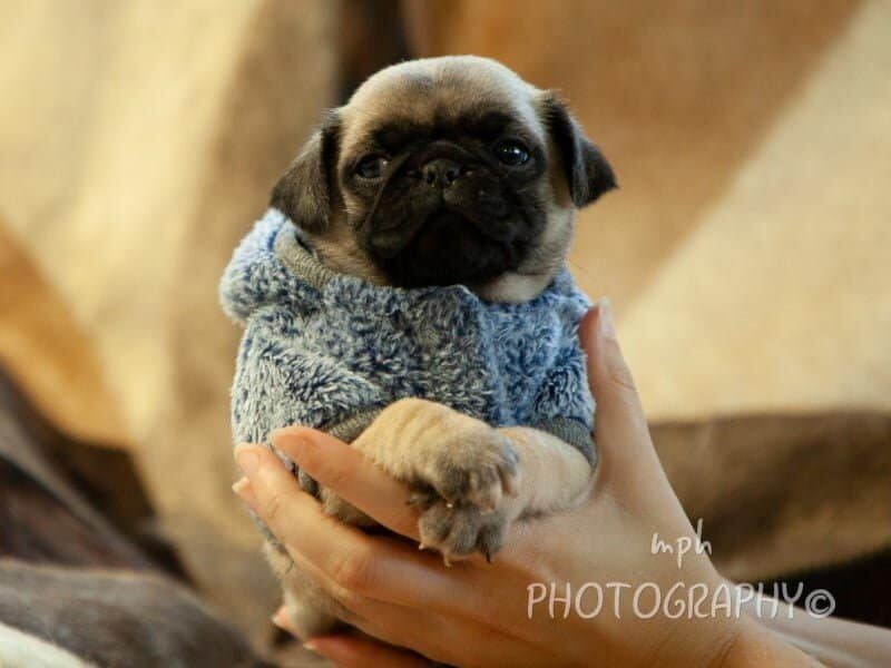 Rydell, a Pug puppy at Rocky Top Puppies in Kentucky.