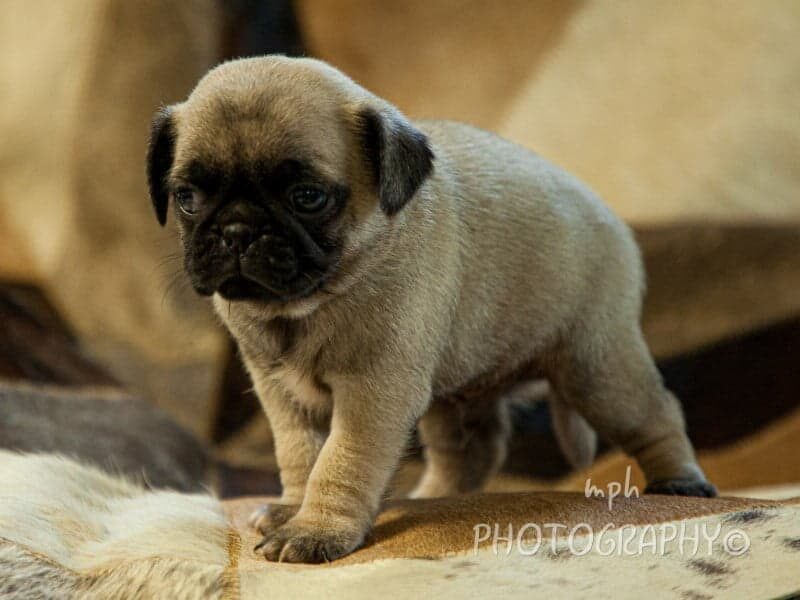 Rydell, a Pug puppy at Rocky Top Puppies in Kentucky.
