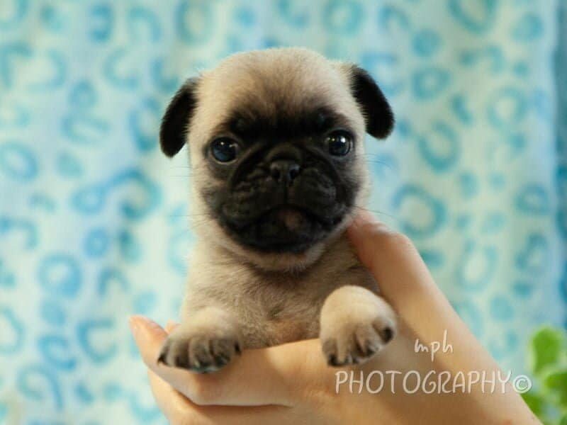 Ryder, a Pug puppy at Rocky Top Puppies in Kentucky.