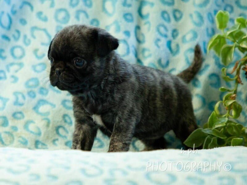 Ryker, a Pug puppy at Rocky Top Puppies in Kentucky.