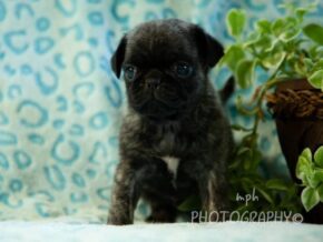 Ryker at Rocky Top Puppies