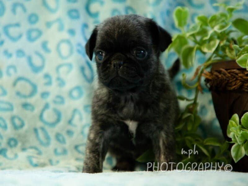 Ryker, a Pug puppy at Rocky Top Puppies in Kentucky.