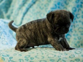 Ryker at Rocky Top Puppies