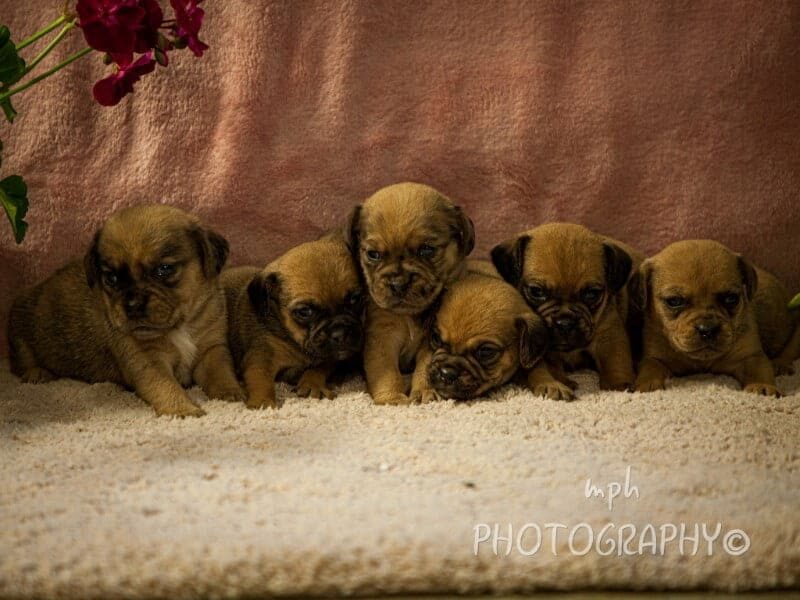 Smoky-Gypsy Puggle image