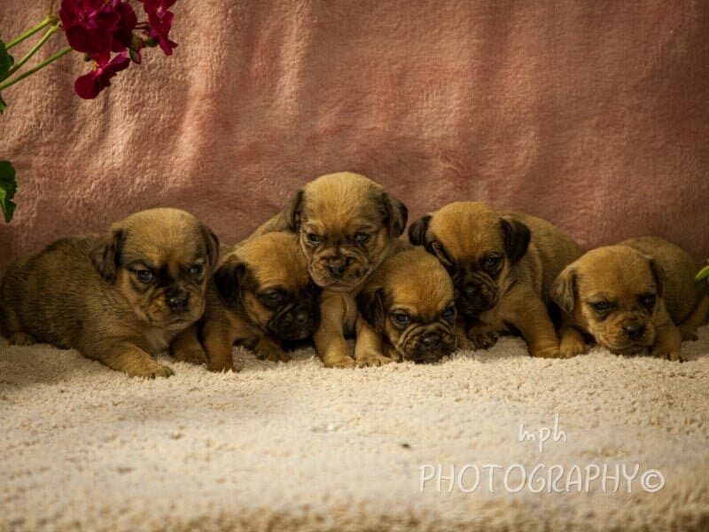 Smoky-Gypsy Puggle image