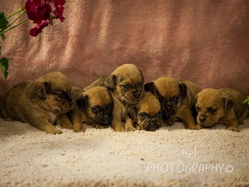 Smoky-Gypsy Puggle image