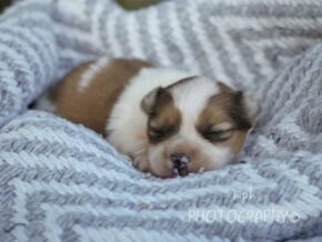 Paxton at Rocky Top Puppies