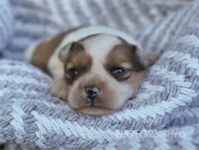 Paxton at Rocky Top Puppies