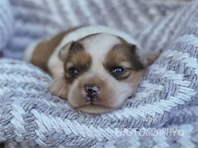 Paxton, a Lhasa Apso puppy at Rocky Top Puppies in Kentucky.