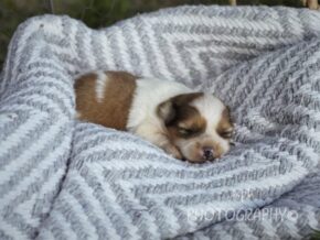 Paxton at Rocky Top Puppies