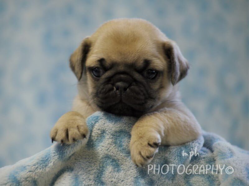 Chad, a Pug puppy at Rocky Top Puppies in Kentucky.